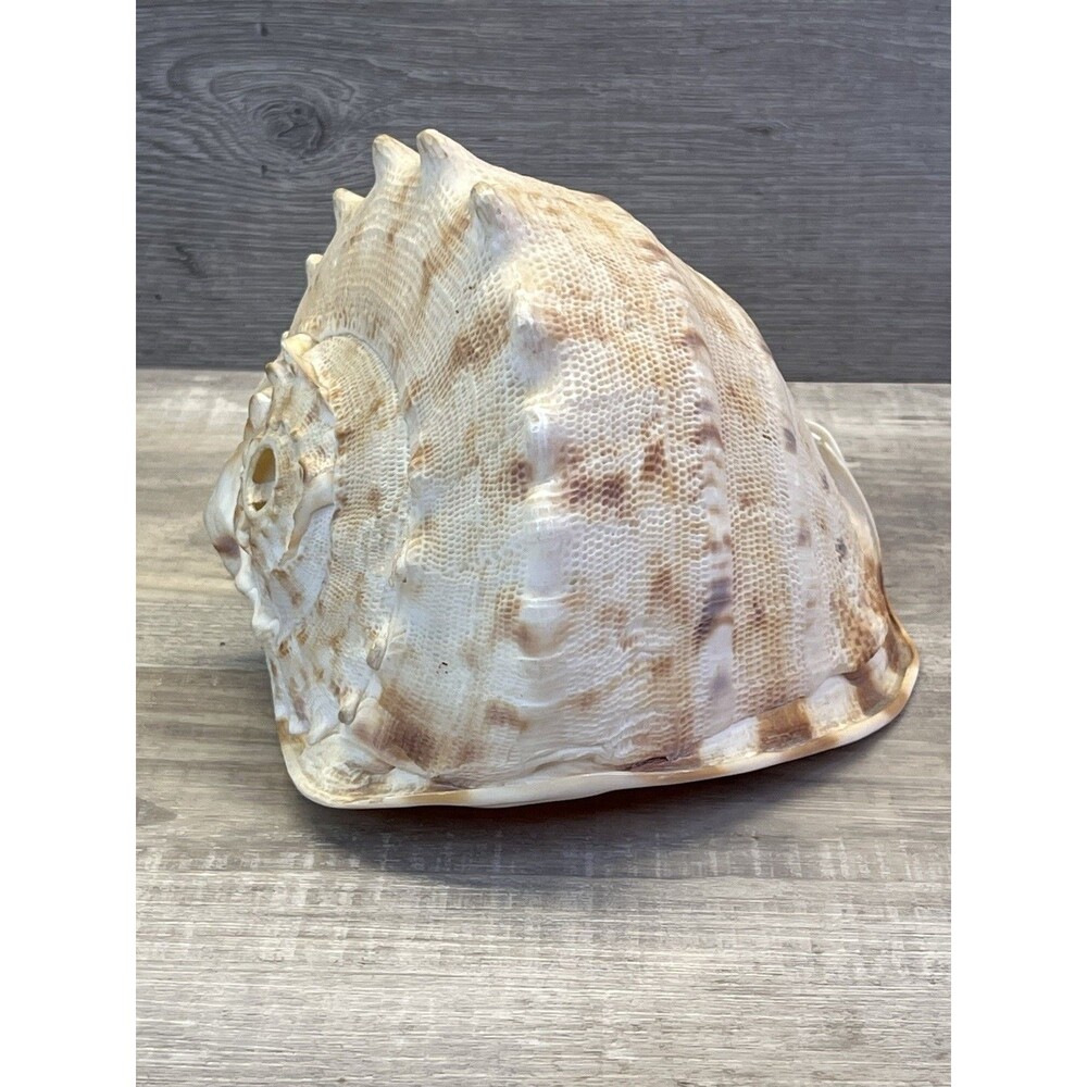 Natural Seashell Large Horned Queen Helmet Conch Tiger Stripe